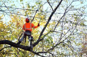 Seattle Tree Cutting Service