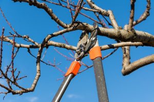 Seattle Tree Pruning