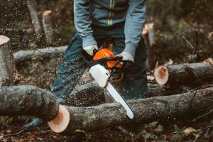 Seattle Tree Removal Company