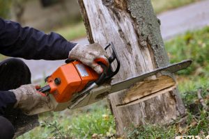 Seattle Tree Removal