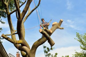 Seattle Tree Removal Service