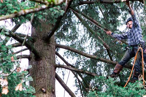 Local Tacoma tree cutting service in WA near 98405