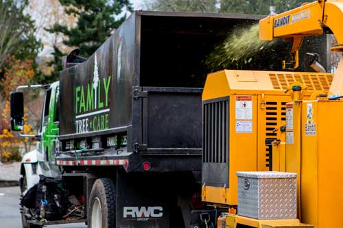 Professional Tacoma tree removal in WA near 98405