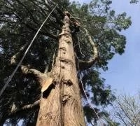 Professional Kent tree removal company in WA near 98032