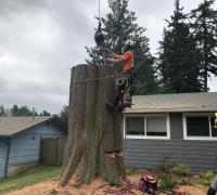 Licensed Kent tree removal service in WA near 98032