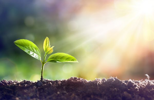 Gypsum for Soil Improvement Denver