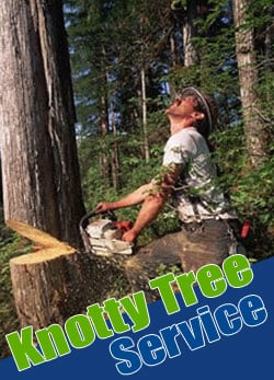 Tree Pruning and Trimming Tacoma