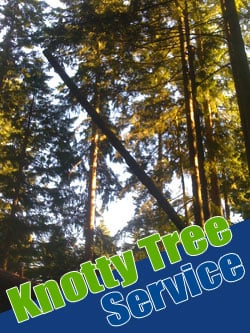 Tree Service Tacoma